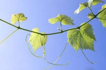 Bright leaf and sky