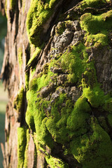 Green moss on a tree