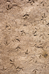 Bird tracks