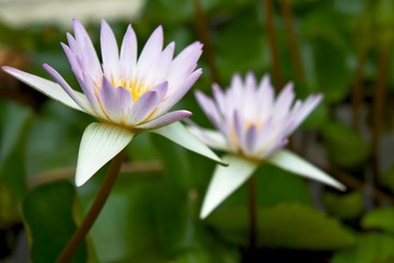 Obraz premium Lotus (Cape water-lilly) 2