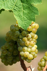Green chardonnay grapes