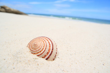 Shell on beach.
