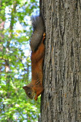 a squirrel on a tree