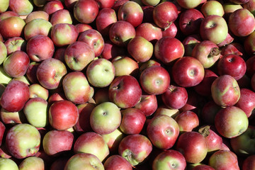 Fresh Bountiful Autumn Harvest