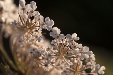 Achillée blanche © Delphotostock