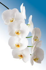 Naklejka na ściany i meble Weiße Orchidee