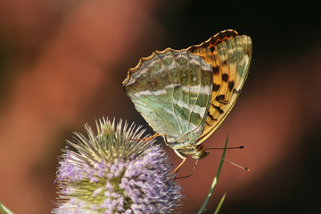 Falter © Gerd Gropp