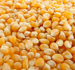 Grains de Maïs
