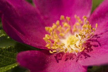 Róża pomarszczona, fałdzistolistna, japońska Rosa rugosa © Gucio_55