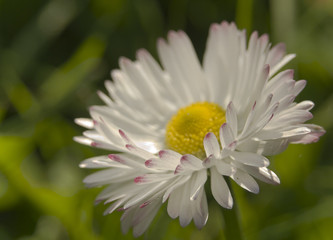 Stokrotka pospolita, łąkowa, trwała Bellis perennis © Gucio_55