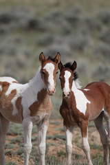 Obraz premium Wild mustangs of McCullough Peak