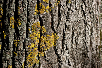 Old wood texture