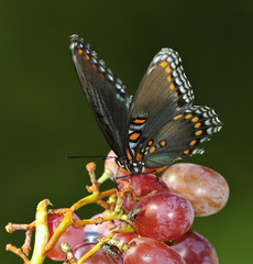 Fototapeta premium Spicebush Swallowtail Butterfly