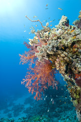 Fototapeta na wymiar Vibrant orange Broccoli soft coral.