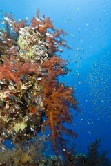 Fototapeta na wymiar Vibrant orange Broccoli soft coral and school of baitfish.
