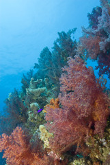 Fototapeta na wymiar Vibrant orange Broccoli soft coral.