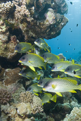 Blackspotted sweetlips next to a tropical coral reef.