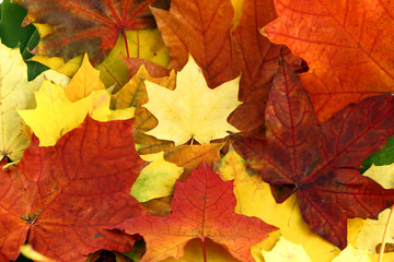 Naklejka na ściany i meble heap of isolated autumn leaves