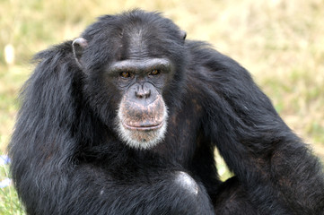 Chimpanzé