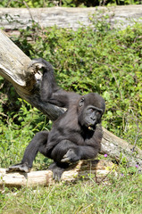 Fototapeta premium Chimpanzé
