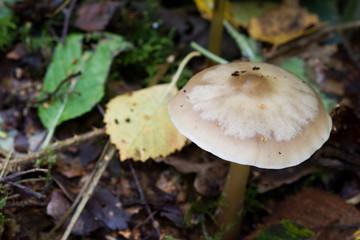 Fungus