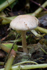 Fungus