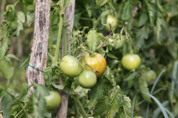 Obraz premium Tomates