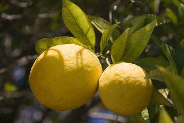 Ripe Lemons on the Tree