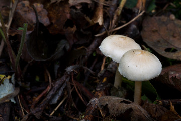 Fungus