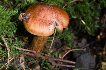 Fungus