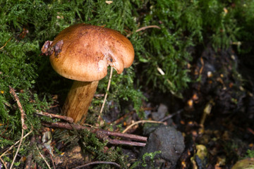 Fungus