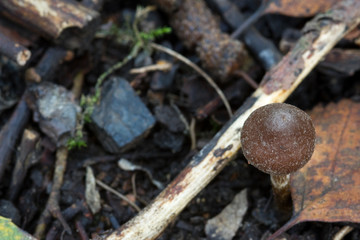 Fungus