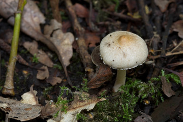 Fungus