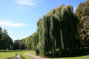 trauerweide