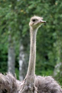 Grey ostrich