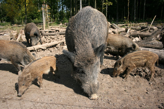 wildschweine