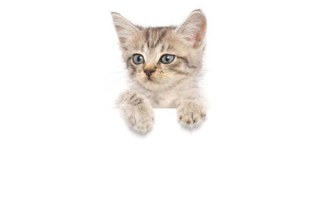 Obraz premium kitten