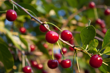 Красная вишня