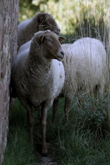 Fototapeta premium Kleine Herde