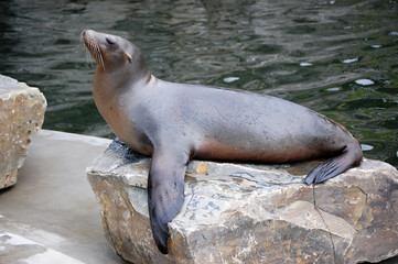 California Sea Lion laying on stone