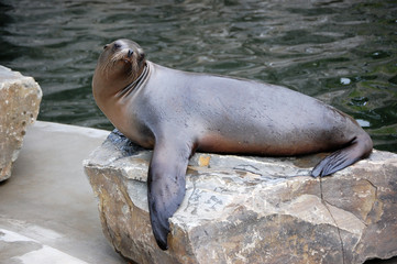 California Sea Lion laying on stone full size