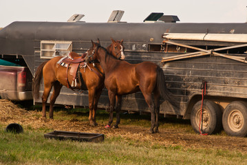 Two horses nuzzling in front of their trailer at the fairground