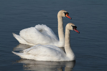 Obraz premium Swan