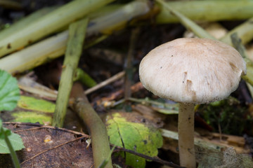 Fungus