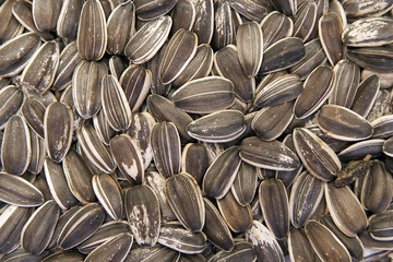 sunflower seed background