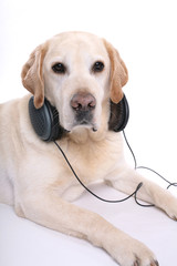 relaxing dog