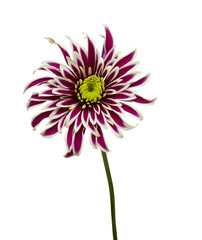 Naklejka premium flower nature garden botany daisy bloom