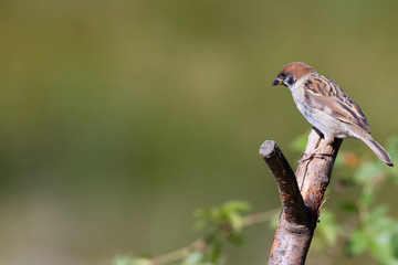Naklejka na ściany i meble Tree Sparrow (Passer montanus)