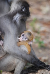 Singes, presbytis obscura reid