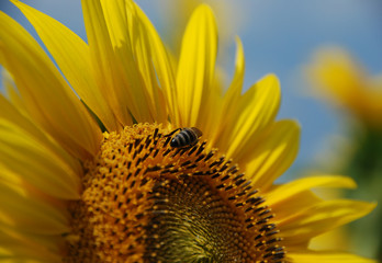 bee on sunflower